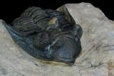 Metacanthina Trilobite - Lghaft, Morocco #125085-3